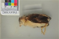 藏品(白頭翁)的圖片